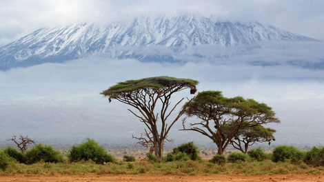 ledenik Afrika