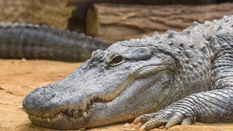 živali aligator živalski vrt kovanci operacija