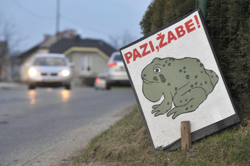 Preverite, kje morate voziti previdno: žabe na cesti! (foto: Bobo)