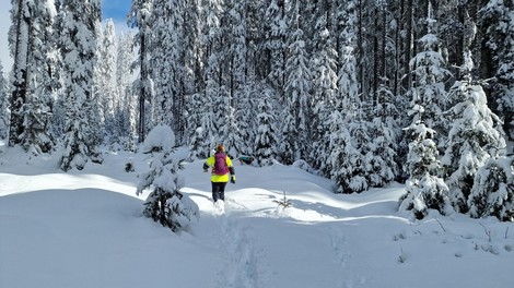 živali pes iskanje izgubljeni pes Pokljuka