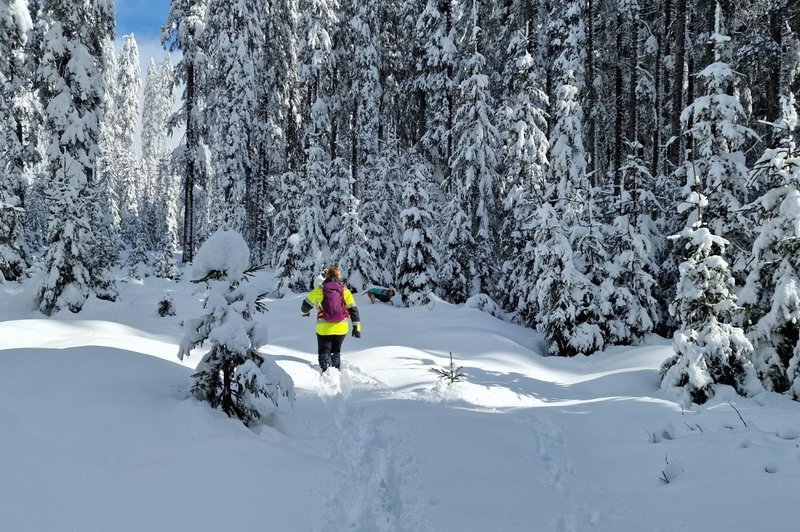 V pokljuških gozdovih se je odvijala prava drama ob iskanju psičke Rubi (foto: K9 iskanje pogrešanih - Slovenija)