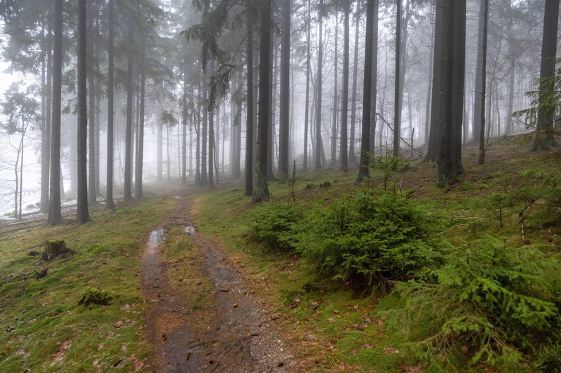 Na Gorenjskem se je močno razširila nevarna živalska vrsta (bi država morala ukrepati?) (foto: Profimedia)