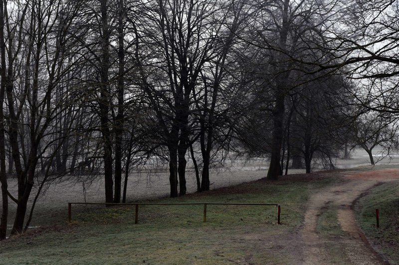 Ste lastnik gozda? Potem je dobro, da to veste (foto: Bobo)