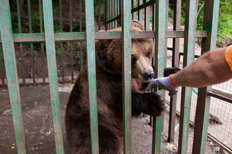 V Avstriji zbirajo podpise za peticijo, s katero bi rešili zadnje 4 medvede, ki v Sloveniji živijo v zasebni lasti (foto: Profimedia)