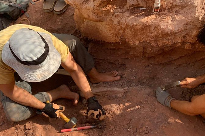 Moški med sprehodom naletel na neverjetno odkrijte: možnosti za kaj takšnega so ena proti milijon (FOTO) (foto: Instagram/Damien Boschetto)