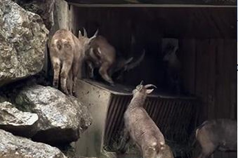 Če ste mislili, da se v dežju v živalskem vrtu nič ne dogaja – še kako se dogaja! (Nasmejali se boste) (foto: ZOO Ljubljana/Facebook/posnetek zaslona)