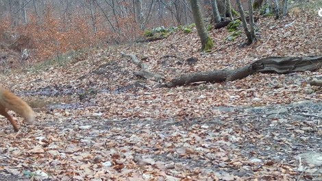 živali medved ris lisica gozd Kočevje Kočevsko