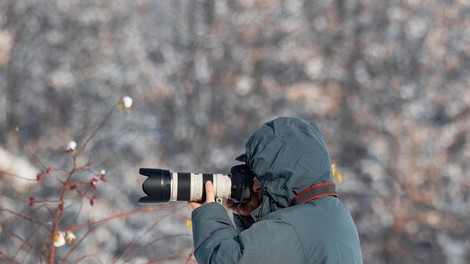 živali polarna lisica fotograf fotografija Arktika