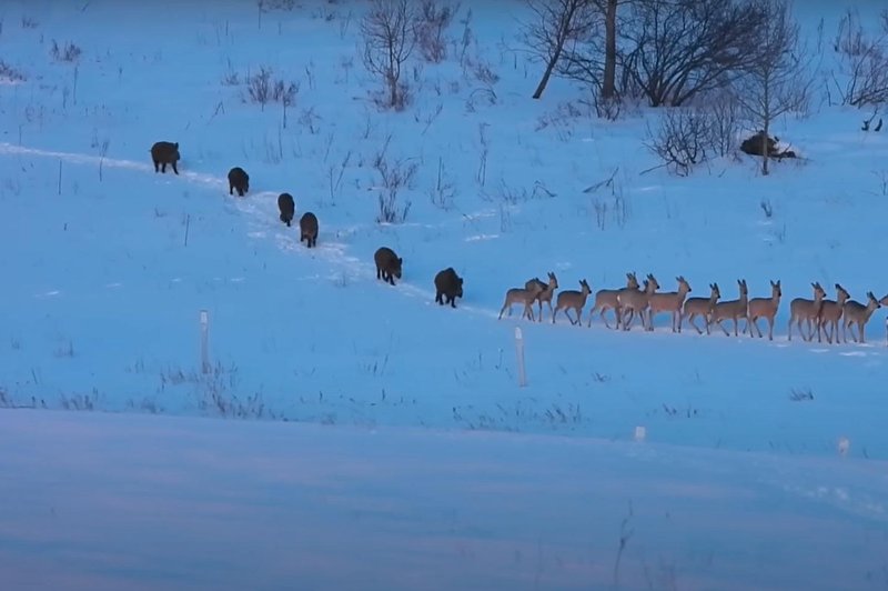 Ste že videli kaj takega? Nenavaden prizor iz narave obkrožil splet (foto: Youtube/posnetek zaslona)