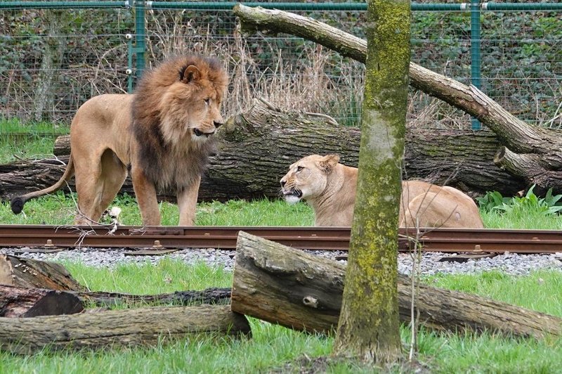 Žalosten incident v živalskem vrtu: levinjo so želeli združiti z levom, ki jo je nazadnje ubil (foto: Facebook/Bellewaerde Park)