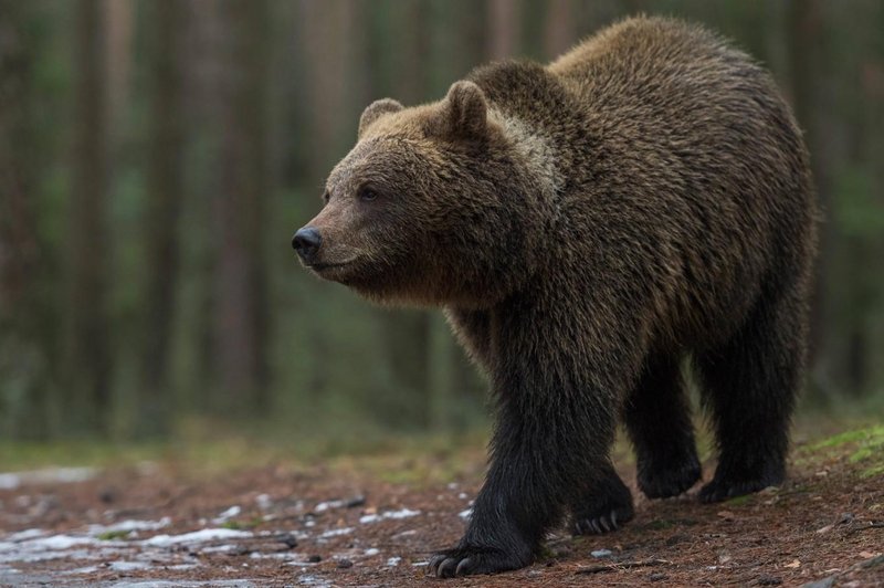 Nenavadna smrt: turistka bežala pred medvedom, nato pa umrla (foto: Profimedia)