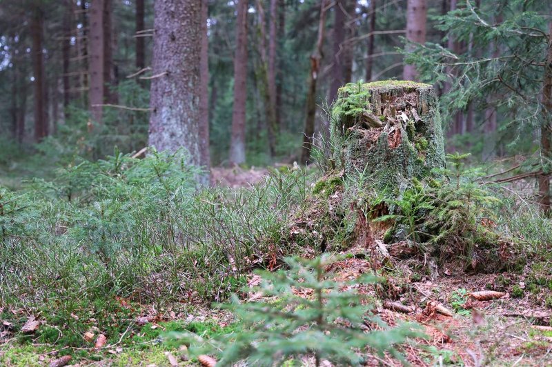 Fotografija je simbolična. (foto: Profimedia)