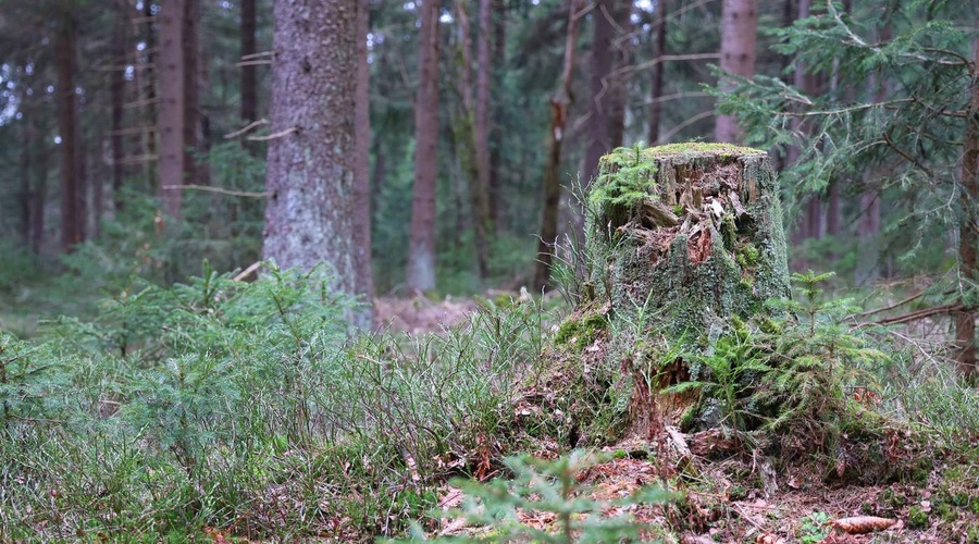 Fotografija je simbolična. (foto: Profimedia)