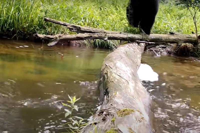 Skrita kamera v gozdu razkrila neverjetne prizore (VIDEO) (foto: Youtube/posnetek zaslona)