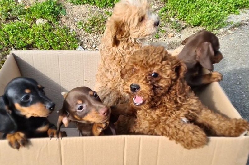 Policisti v kombiju našli 11 pasjih mladičev (bili so brez hrane in vode) (foto: Veterinarska bolnišnica Brežice in PPIU PU Novo mesto)