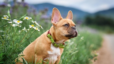 živali pasme priljubljene pasme francoski buldog brahicefalične pasme