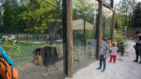 živali, živalski vrt ZOO Ljubljana mladiči ogrožene vrste