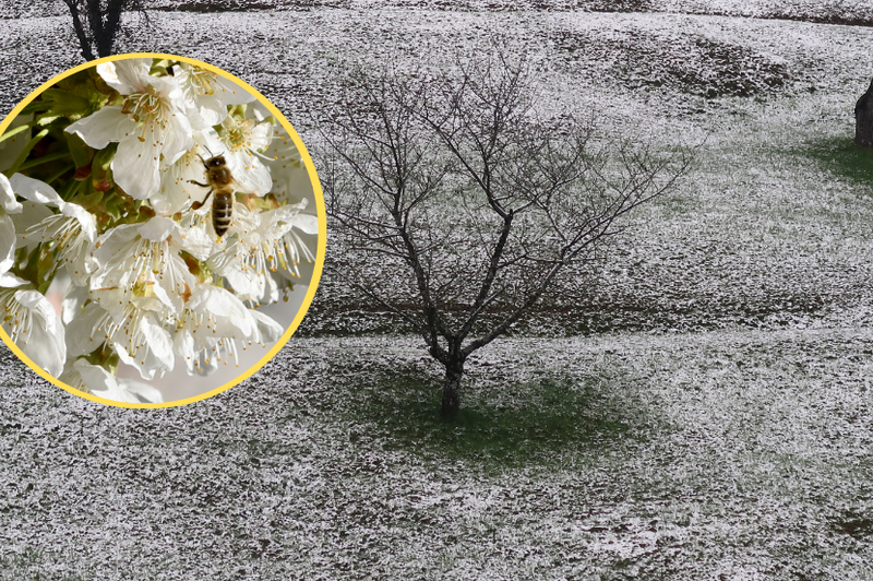 Po sobotnem dramatičnem vremenskem dogajanju: bodo češnje sploh zacvetele? Arso odgovarja ... (foto: Bobo/fotomontaža)