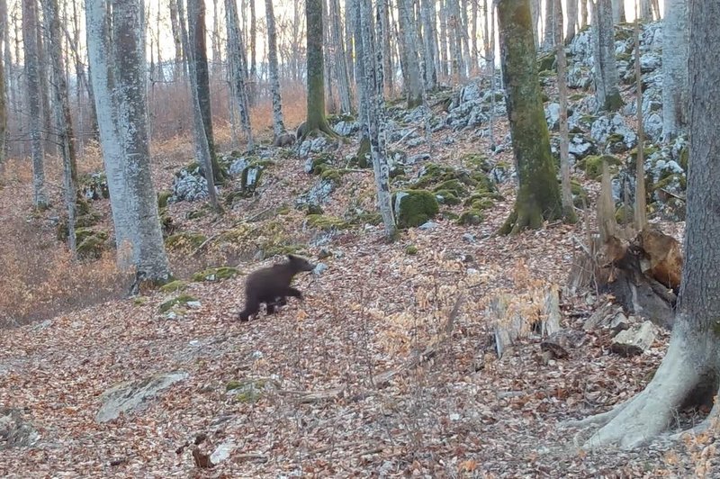 Prečudoviti prizori iz kočevskih gozdov, ki stopijo srce (VIDEO) (foto: Kočevsko/Facebook/posnetek zaslona)