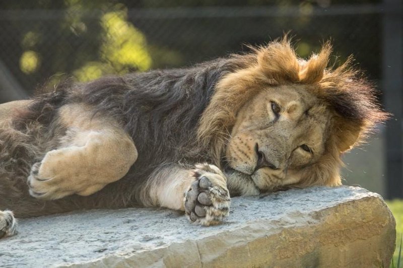 Žalostna novica iz ljubljanskega živalskega vrta: poginil je lev Maximus (foto: ZOO Ljubljana)