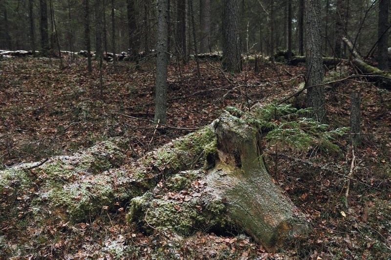 Fotografija je simbolična. (foto: Profimedia)