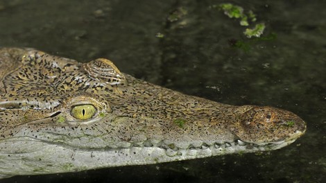 Nenavadni hišni ljubljenčki: na domu našli krokodila, pitona in ...