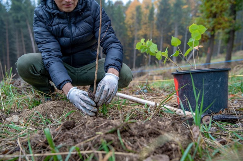 Za gozdove gre: Slovenijo zaradi njih poznajo po vsem svetu, zdaj potrebujejo vašo pomoč (foto: Profimedia)