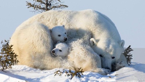 živali medved polarni medved fotografija mladiček prebujanje