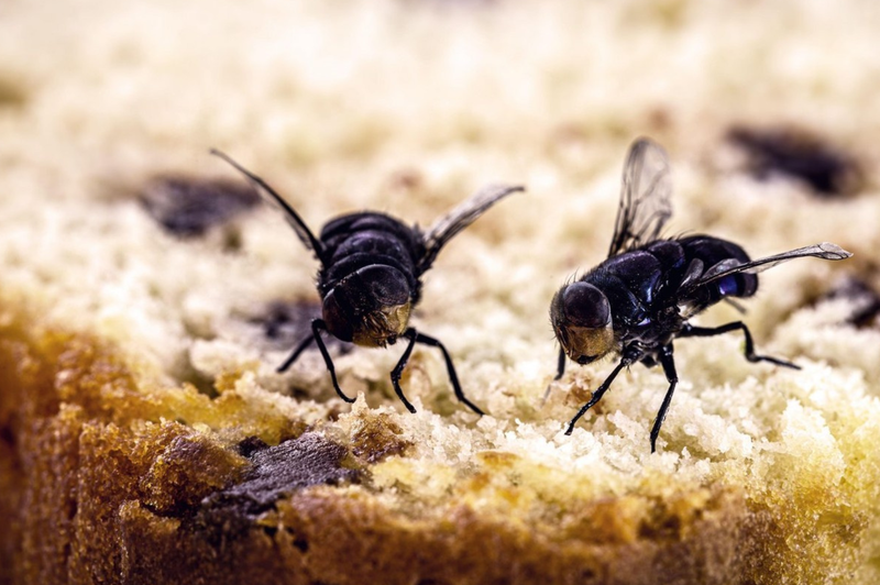 Kako se znebiti muh v stanovanju: 5 preprostih trikov za učinkovito odganjanje nadležnih insektov (foto: Profimedia)