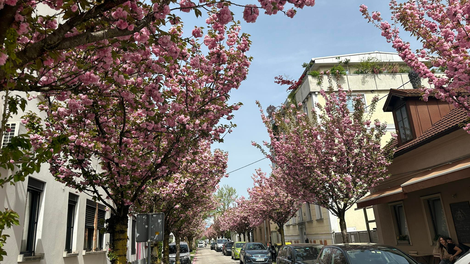 Šiška Ljubljana drevored