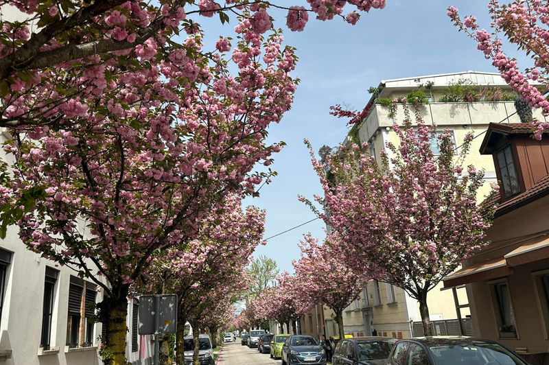 Osupljivo: je to najlepša spomladanska ulica v Ljubljani? (FOTO) (foto: Metropolitan)