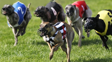 živali veliki tekaški hrt greyhound tekaška industrija