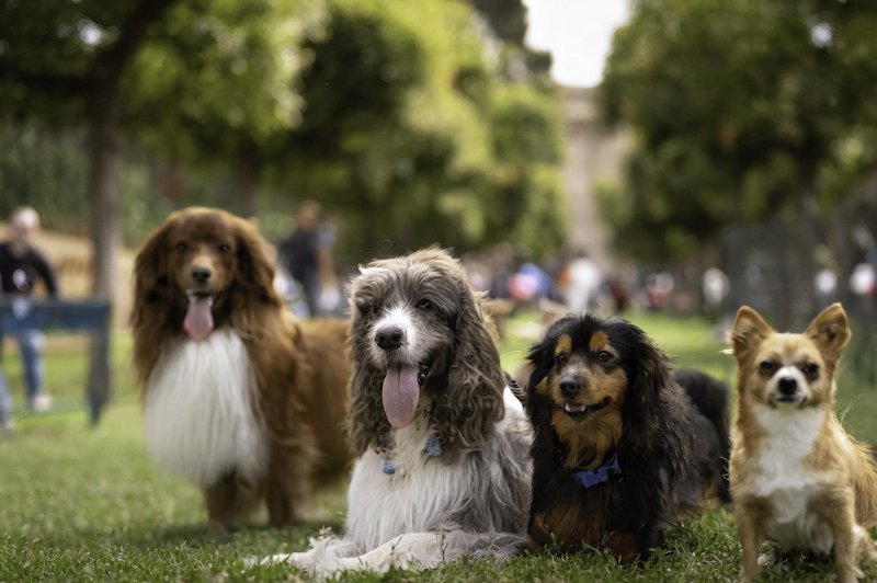 Veterinarka razkrila 20 najbolj zdravih pasem psov (foto: Profimedia)