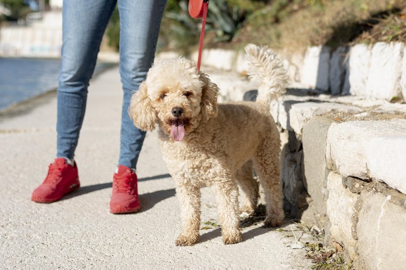 Morda imate dober namen, a tako obnašanje do pasjih lastnikov res ni primerno (foto: Profimedia)