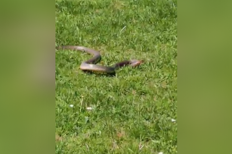 Bizaren incident med nogometno tekmo: na igrišče prišla kača in dvakrat ugriznila sodnika (VIDEO) (foto: Instagram/fkgornjesinkovce/posnetek zaslona)