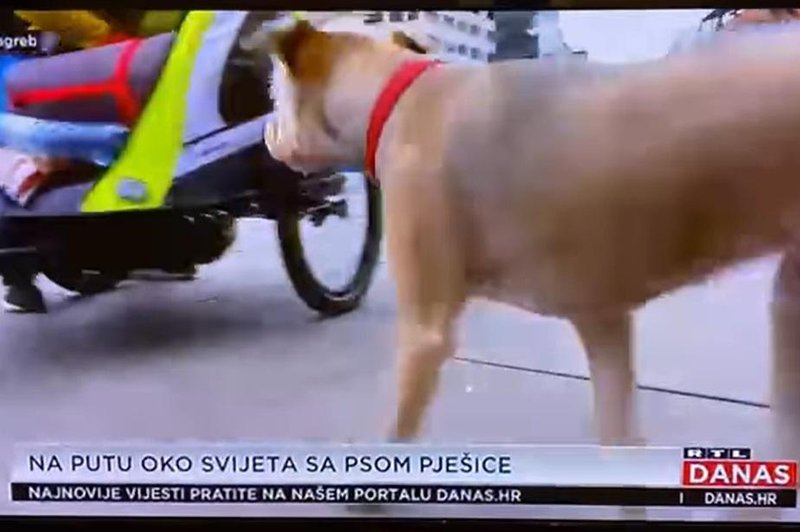 Posvojena psička iz Slovenije prava televizijska zvezda na Hrvaškem (foto: Facebook / posnetek zaslona)