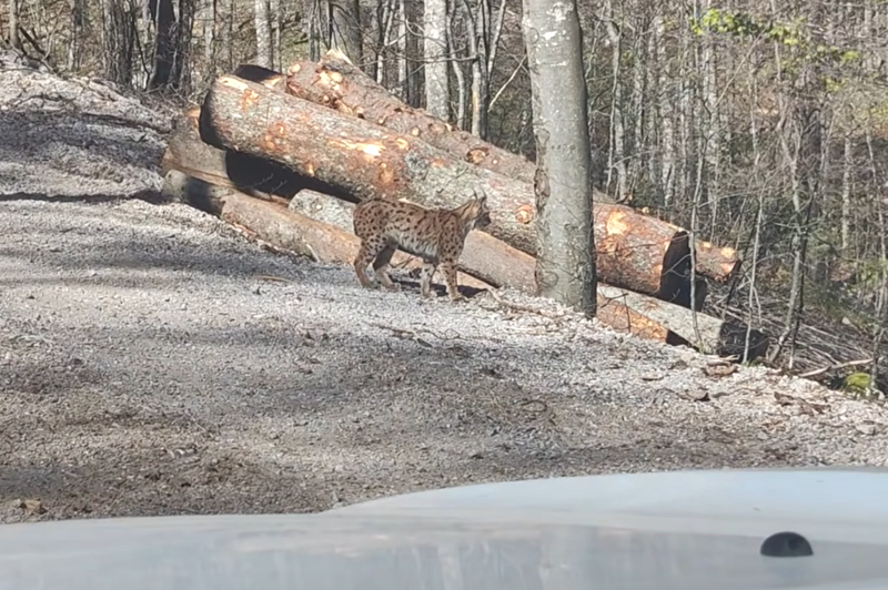 Neverjetno, kaj je prišlo iz slovenskega gozda: prizor je zelo redek celo za gozdarje (VIDEO) (foto: Facebook/Slovenski državni gozdovi)