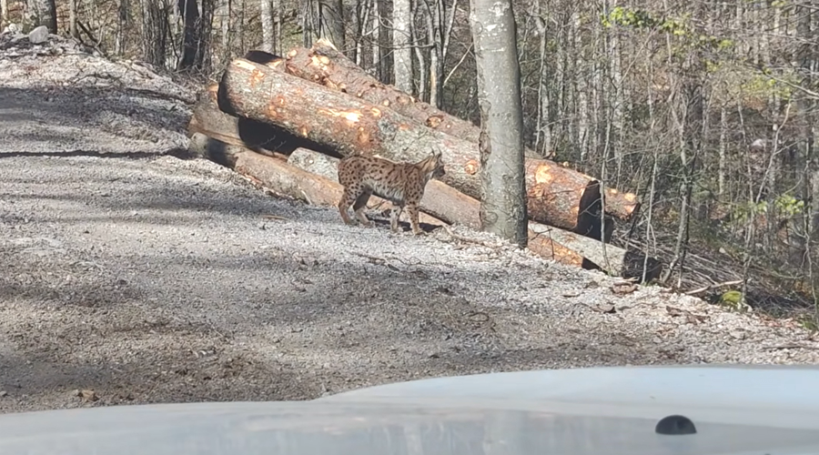 Neverjetno, kaj je prišlo iz slovenskega gozda: prizor je zelo redek celo za gozdarje (VIDEO) (foto: Facebook/Slovenski državni gozdovi)