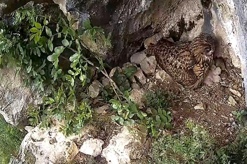 Juhuhu, mladički ogrožene vrste so tu …  ste jih že videli? (foto: DOPPS/Facebook)