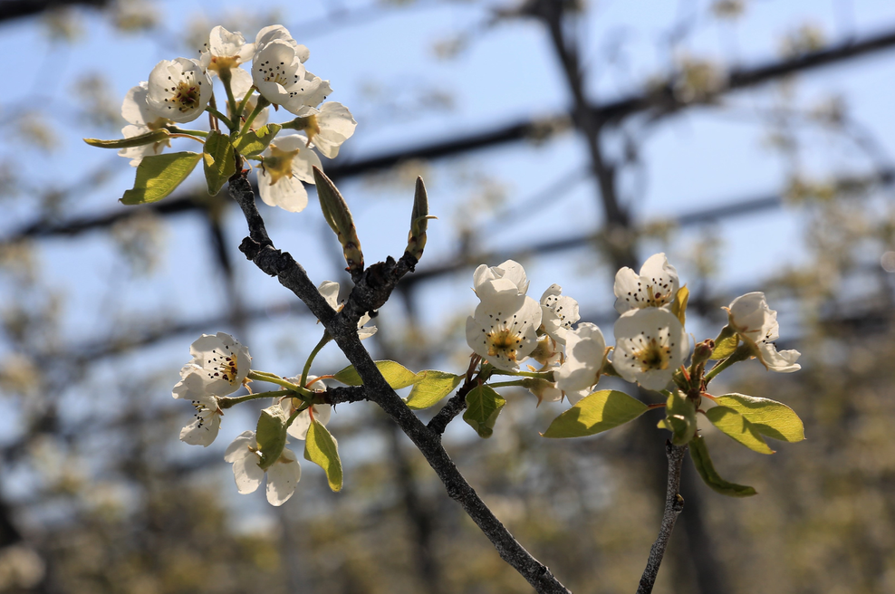 Jutranji mraz, ki zareže v kosti: bo zaradi izredno nizkih temperatur pomrznilo sadno drevje? (foto: Bobo)