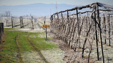 pozeba, vreme, posledice