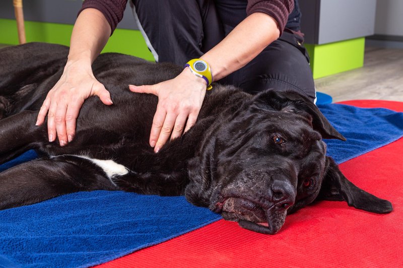 Če pri psu opazite te bolezenske znake, nikar ne odlašajte z obiskom veterinarja (foto: Profimedia)