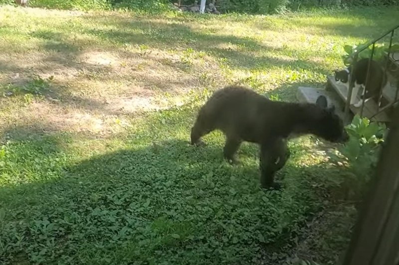 Maček na drevo pregnal medveda, ki je stikal okoli hiše (posnetek, ki ga morate videti) (foto: Youtube/posnetek zaslona)