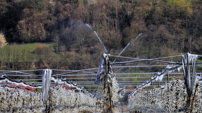 Pozeba na hmelju (foto: Bobo)