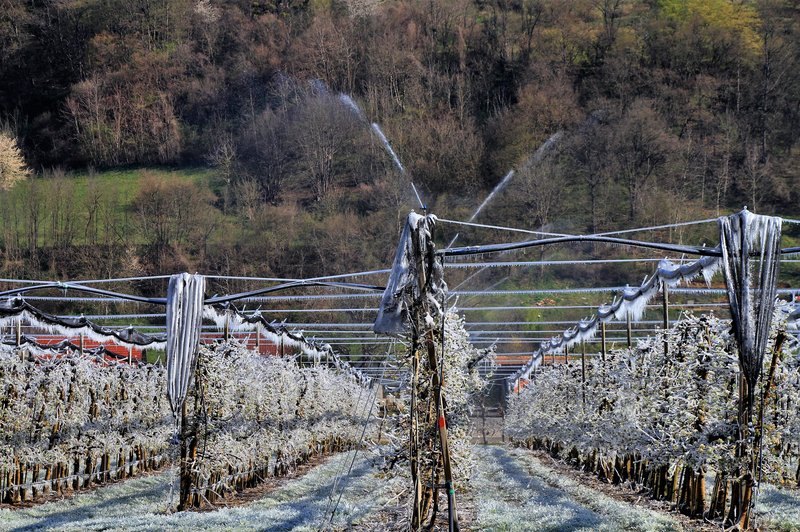 Pozeba na hmelju (foto: Bobo)