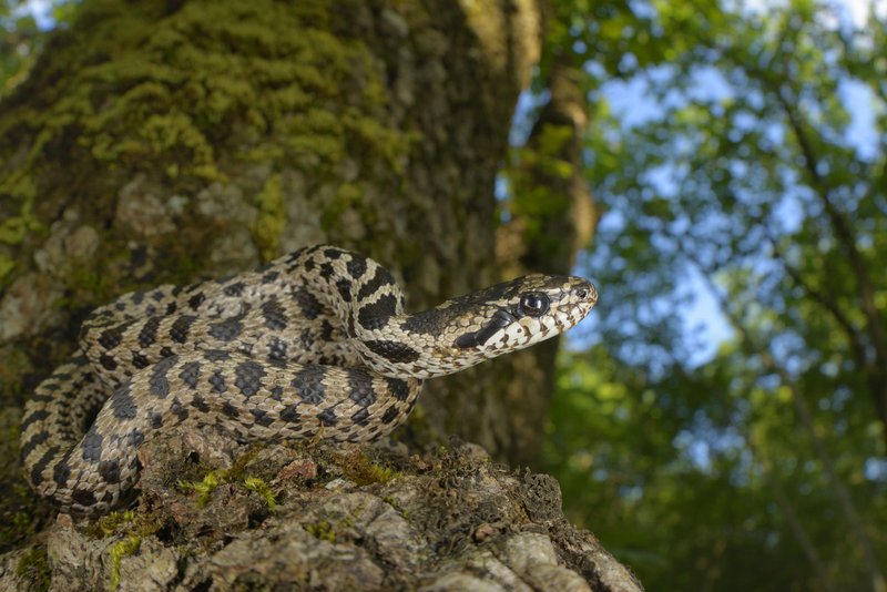 Mladiči so obarvani drugače.