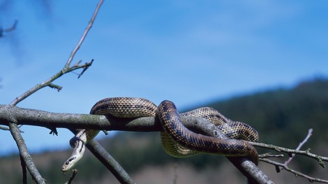 živali, kače, progasti gož, iskanje, nenevarne kače