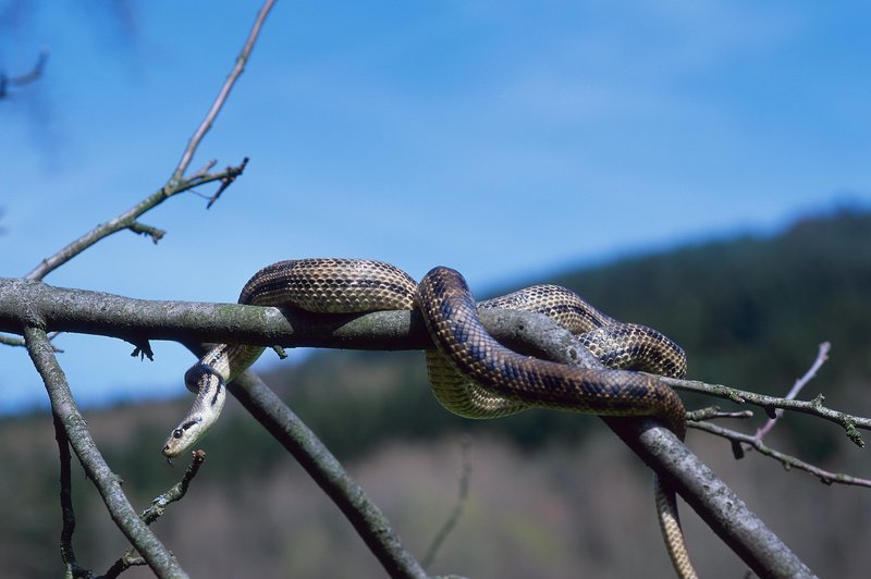 Išče se progasti gož – ste ga opazili? (foto: Profimedia)