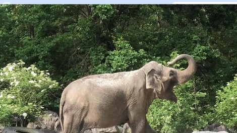 živali slon ZOO Ljubljana slonica  Ganga