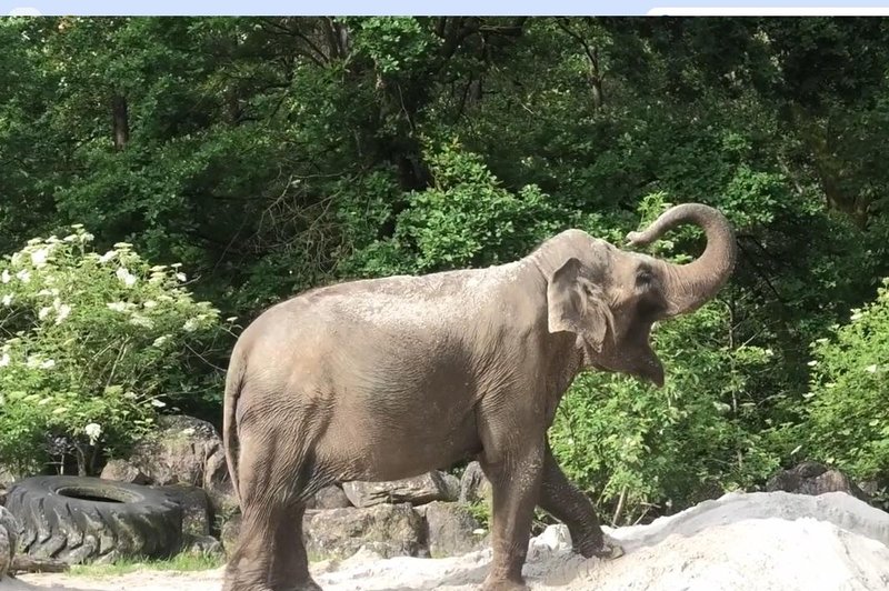 Ste že videli, kako jutranjo kopel opravi slonica Ganga iz ZOO Ljubljana? (In to brez vode!) (foto: ZOO Ljubljana/Facebook/posnetek zaslona)